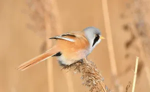 Panurus Biarmicus Drucke: Panurus biarmicus