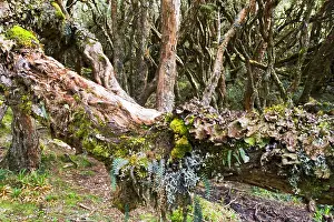 Ecuador Landscape Photography Drucke: Papallacta Pass Ecuador
