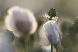 Papaver Flower Drucke: Papaver, Papaver