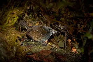 Ecuador Bird Species Drucke: Paramo Tapaculo, Scytalopus opacus