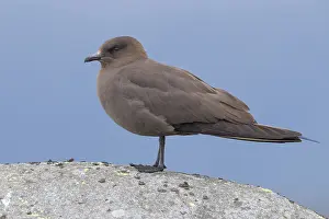 Arctic Skua Drucke: Parasitic Jaeger
