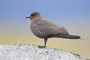 Arctic Skua Drucke: Parasitic Jaeger
