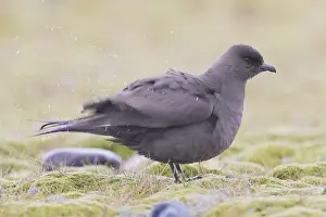 Charadriiformes Family Drucke: Parasitic Jaeger