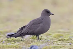 Charadriiformes Family Drucke: Parasitic Jaeger