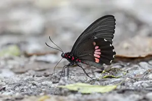 Tropical Animal Photography Drucke: Parides sesostris