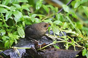South America Birdwatching Drucke: Parkers Tapaculo, Chusquea Tapaculo, Scytalopus parkeri