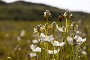 Parnassia