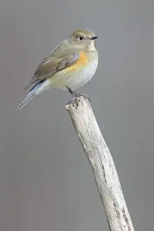 Bilder Datiert 26. Dezember 2014: Passeriformes, Muscicapidae, Blaumeise