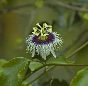 Central America Flowers Drucke: Passiebloem