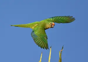 Bilder Datiert 19. August 2017: Pfauenvogel, Eupsittula aurea
