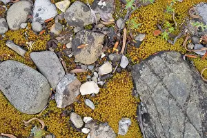 Bilder Datiert 23. Mai 2015: Pebbles