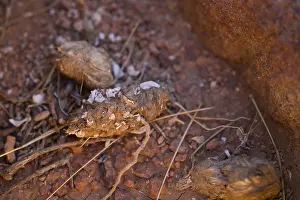 Strigidae Family Birds Drucke: Pellet of Pharaoh Eagle Owl, Bubo ascalaphus, Morocco