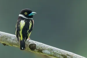 Tropical Wildlife Photography Drucke: Perched on a branch in Borneo