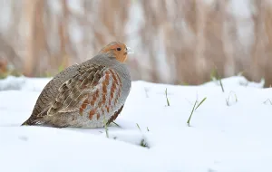 Dutch Wildlife Images Drucke: Perdix perdix
