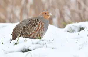 Bilder Datiert 8. Februar 2021: Perdix perdix