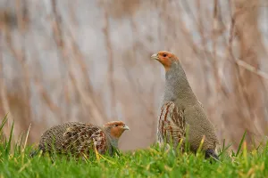 Bilder Datiert 6. Februar 2021: Perdix perdix