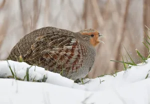 Bilder Datiert 8. Februar 2021: Perdix perdix