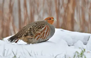 Dutch Wildlife Images Drucke: Perdix perdix
