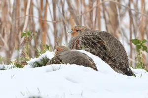 Bilder Datiert 8. Februar 2021: Perdix perdix