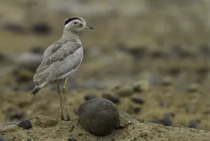 Peruvian Wildlife Images Drucke: Peruaanse Griel, Peruvian Thick-knee, Burhinus superciliaris