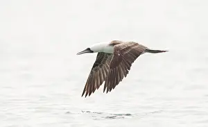 Bird In Flight Over Water Drucke: Peruvian Booby, Sula variegata