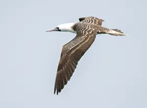 Coastal Nature Scenes Drucke: Peruvian Booby, Sula variegata