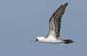 Peruvian Booby Drucke: Peruvian Booby (Sula variegata)