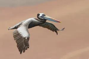 Peruvian Wildlife Images Drucke: Peruvian Pelican