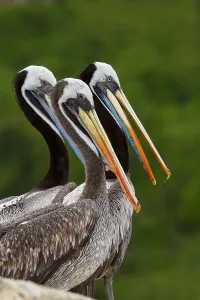 Peruvian Wildlife Images Drucke: Peruvian Pelican