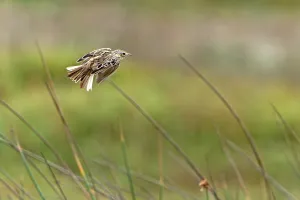 Peruanische Rohrschwirl, Anthus peruvianus.