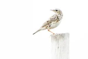 Peruanische Rohrschwirl, Anthus peruvianus