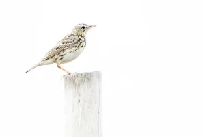 Peruanische Rohrschwirl, Anthus peruvianus