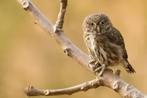 Birds Of The Tropics Drucke: Peruvian Pygmy-Owl