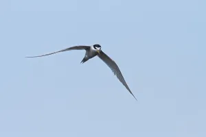 Peru Bird Species Drucke: Peruvian Tern