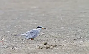 Juli Drucke: Peruanische Sterntaucher, Sternula lorata