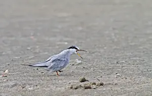 Juli Drucke: Peruanische Seeschwalbe, Sternula lorata.
