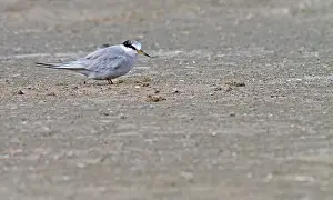 Juli Drucke: Peruanische Sterntern, Sternula lorata.