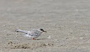 Threatened Species List Drucke: Peruvian Tern, Sternula lorata