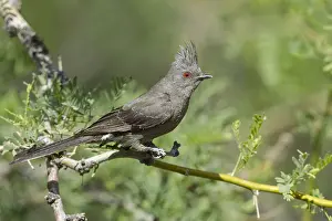 Nature Wildlife Habitat Drucke: Phainopepla, Phainopepla nitens
