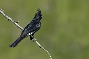 Nature Photography California Drucke: Phainopepla, Phainopepla nitens