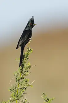 Male Bird Perched Drucke: Phainopepla, Phainopepla nitens