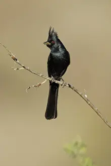Male Bird Perched Drucke: Phainopepla, Phainopepla nitens