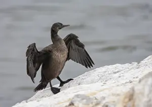 African Wild Animal Photography Drucke: Phalacrocorax neglectus