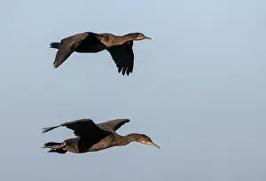 Blue Sky Bird Flight Drucke: Phalacrocorax neglectus