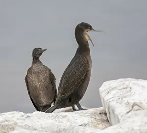 Threatened Animal Species List Drucke: Phalacrocorax neglectus