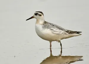 Phalaropus fulicarius