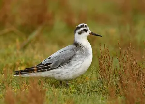 Phalaropus fulicarius