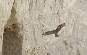 Pharao-Eule, Bubo ascalaphus