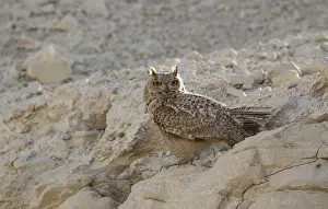 Asian Wildlife Drucke: Pharao Eagle-Owl, Bubo ascalaphus