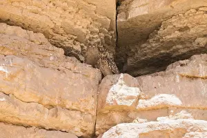 Gerahmter Druck : Pharaonen-Sperber, Bubo ascalaphus Gerahmter Druck : Pharaonen-Sperber, Bubo ascalaphus